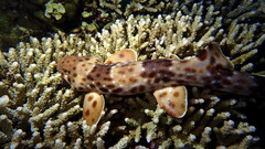 Halmahera Epaulette Shark photo 3