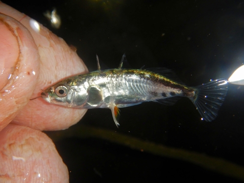 Blackspotted Stickleback
