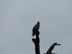 Nisaetus cirrhatus ceylanensis