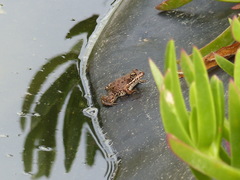Pelophylax saharicus