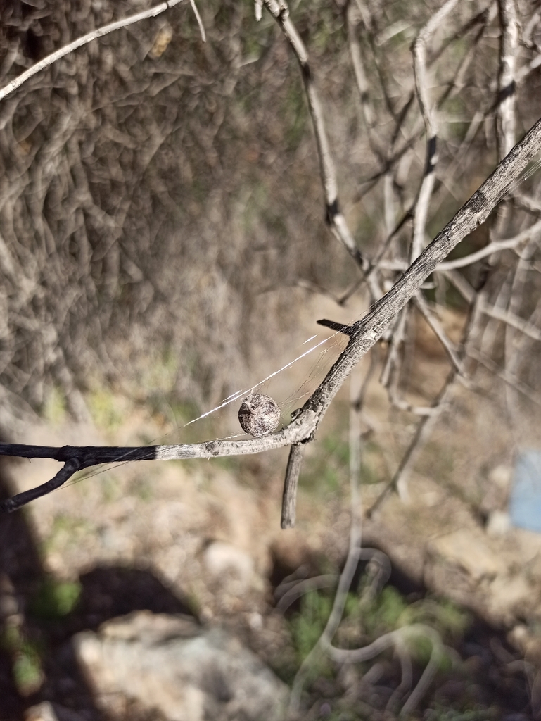Mastophora gasteracanthoides