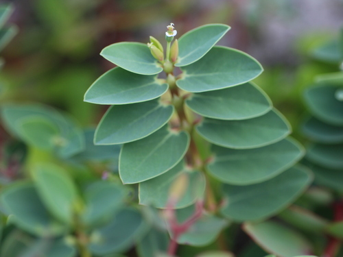 Euphorbia sparrmanni observed 2025-07-02