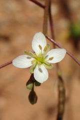 Heliophila variabilis