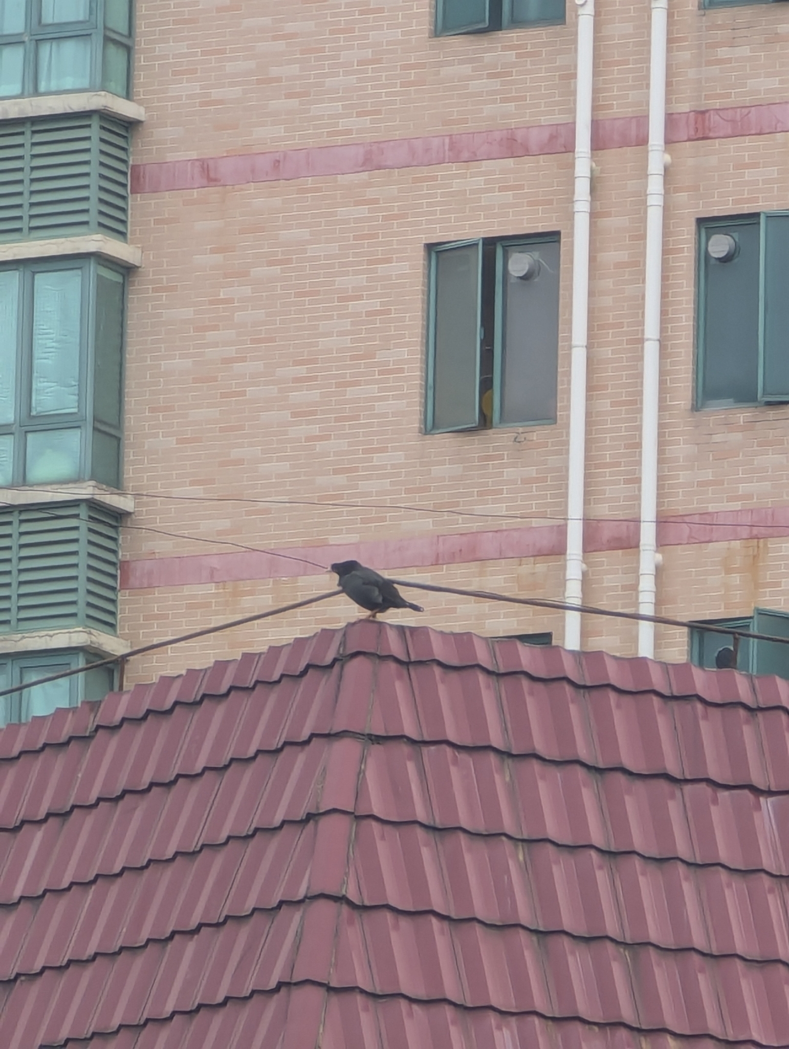 Crested Myna