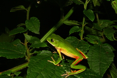 Phyllomedusa distincta