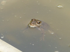 Pelophylax saharicus