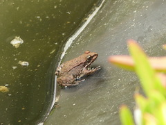 Pelophylax saharicus