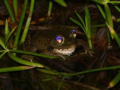 Pelophylax saharicus
