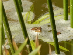 Pelophylax saharicus