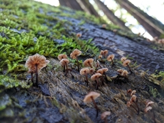Micromphale arbuticola