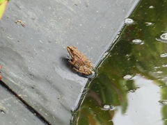 Pelophylax saharicus