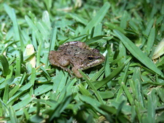 Pelophylax saharicus