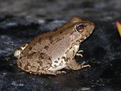 Pelophylax saharicus