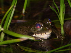 Pelophylax saharicus