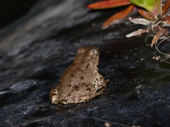 Pelophylax saharicus