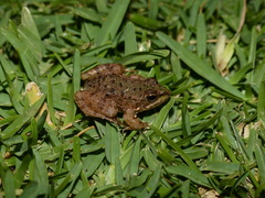 Pelophylax saharicus