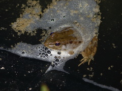 Pelophylax saharicus