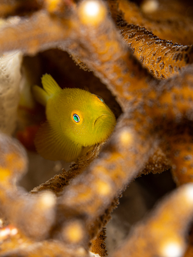 Emerald coral goby (Paragobiodon xanthosoma) — Gobiidae