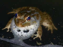 Pelophylax saharicus