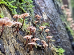 Micromphale arbuticola