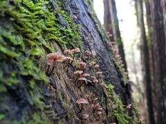 Micromphale arbuticola