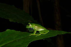 Vitreorana uranoscopa