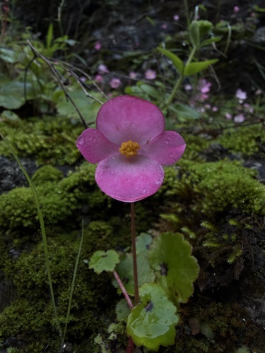 Begonia uniflora, photograph 2