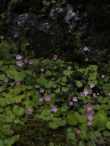 Begonia uniflora, photograph 3
