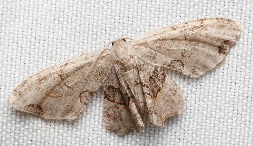 Gray Scoopwing photo 5