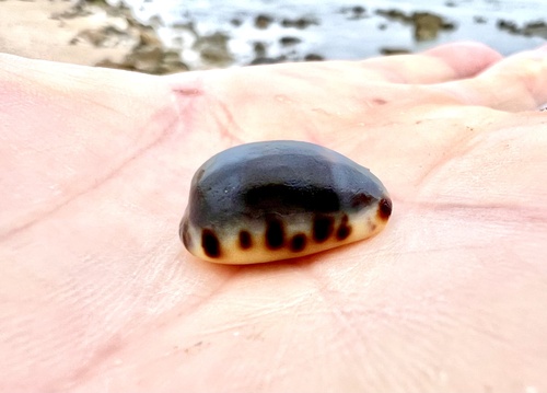 Cypraea felina observed 2025-10-17