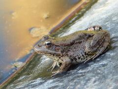 Pelophylax saharicus