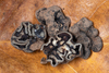 Genea sp. 'PNW36' - Photo (c) heatherdawson, some rights reserved (CC BY-NC), uploaded by heatherdawson
