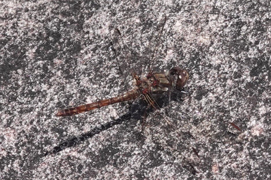 Sympetrum roraimae