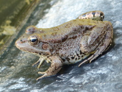 Pelophylax saharicus