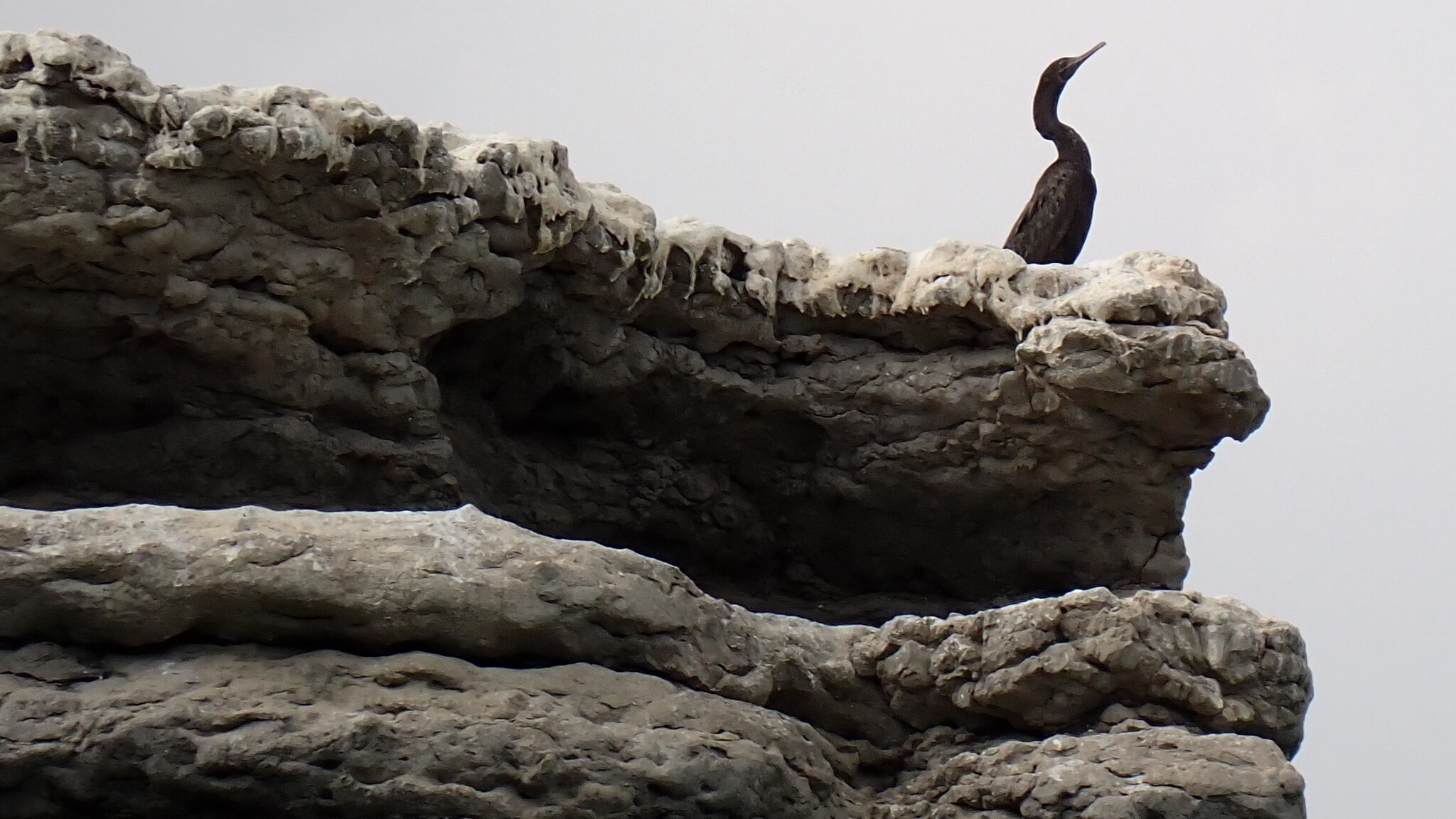 Socotra Cormorant (Phalacrocorax nigrogularis), photo 7