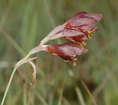 Gladiolus woodii