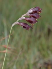 Gladiolus woodii