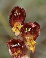 Gladiolus woodii