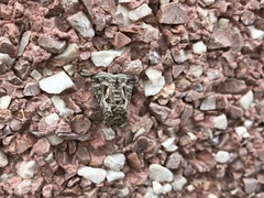 Thysanoplusia daubei