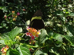 Pereute charops charops