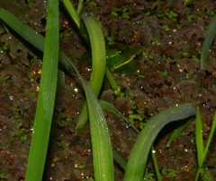 Sphaenorhynchus caramaschii