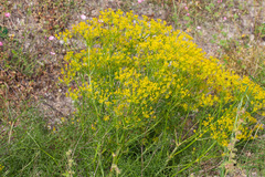 Cachrys sicula