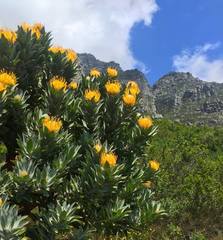 Leucospermum conocarpodendron conocarpodendron
