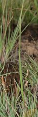 Gladiolus woodii