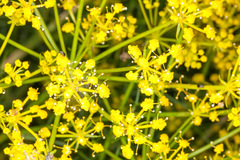 Cachrys sicula