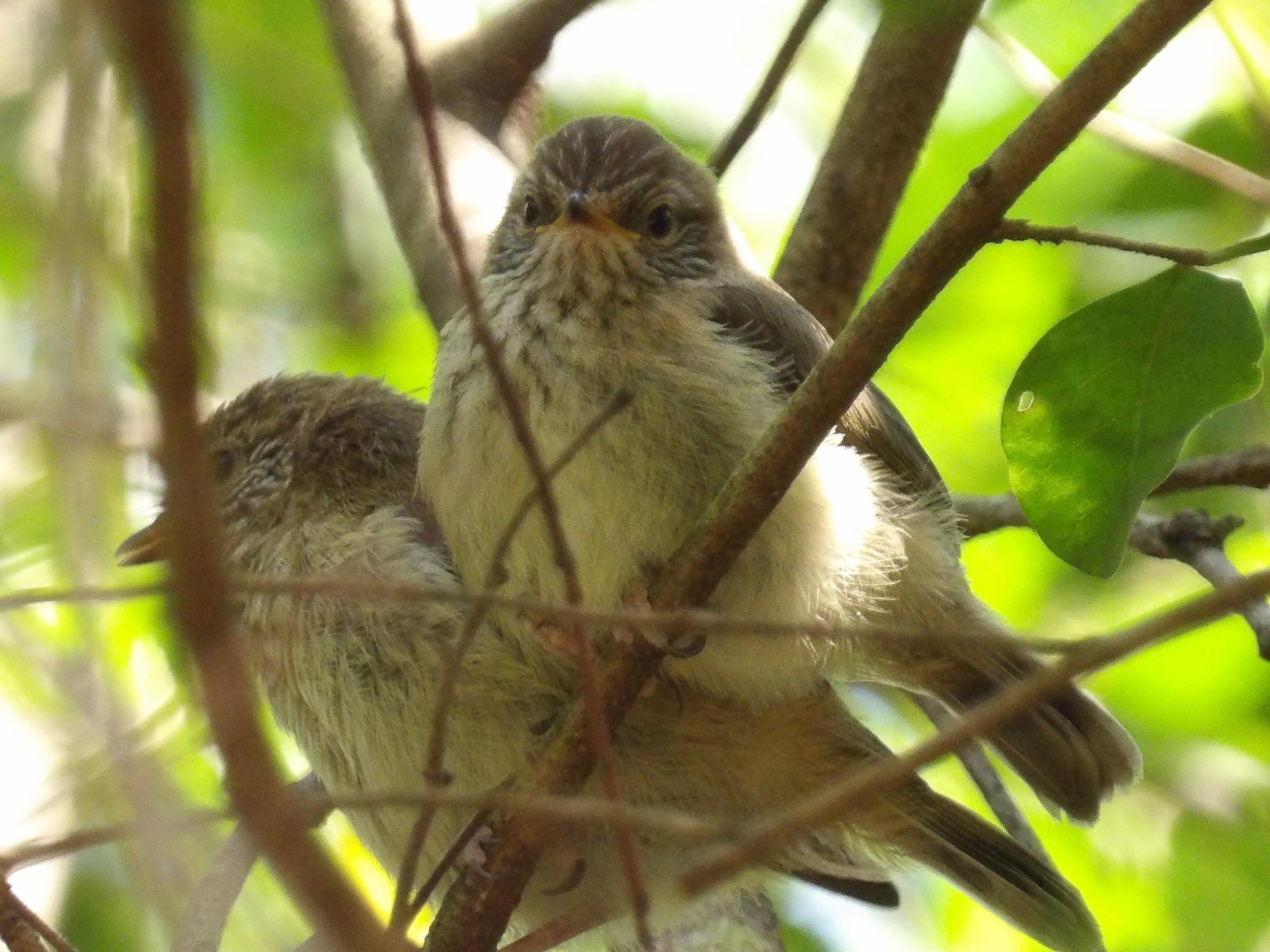 Acanthiza lineata Gould, 1838