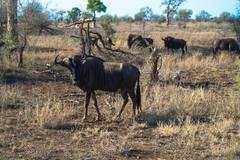 Connochaetes taurinus