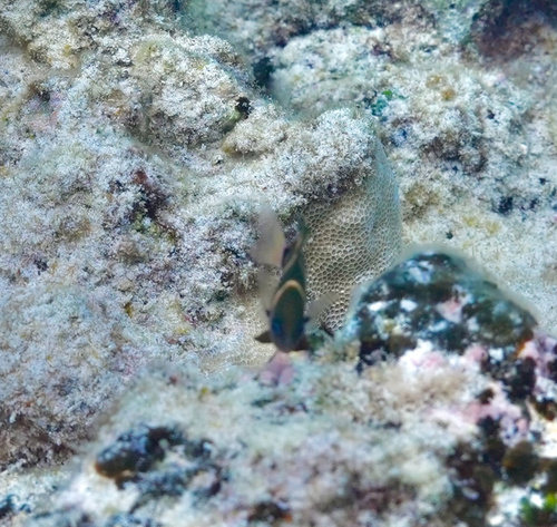 Plectroglyphidodon phoenixensis, 2025-08-13