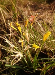 Cyrtanthus breviflorus