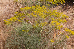 Cachrys sicula